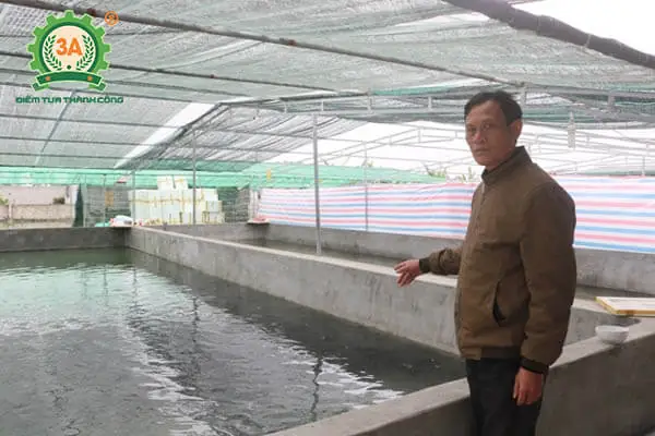 Hướng Dẫn Chi Tiết Kỹ Thuật Nuôi Cá Sặc Rằn Trong Bể Xi Măng Hiệu Quả