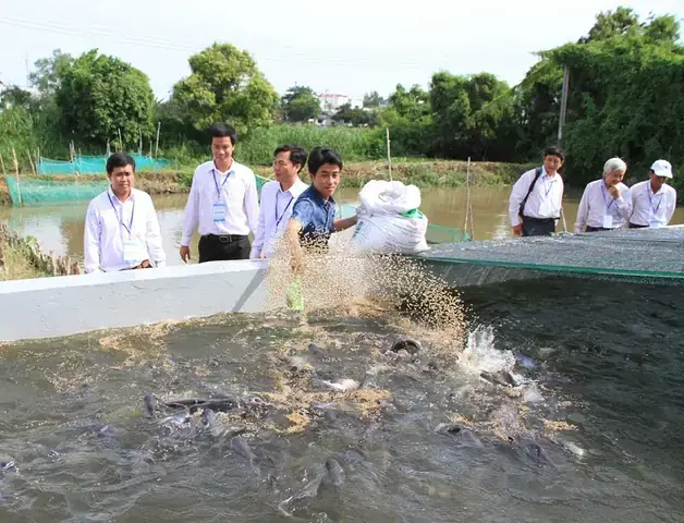 Hướng Dẫn Chi Tiết Kỹ Thuật Nuôi Cá Sặc Rằn Trong Bể Xi Măng Hiệu Quả