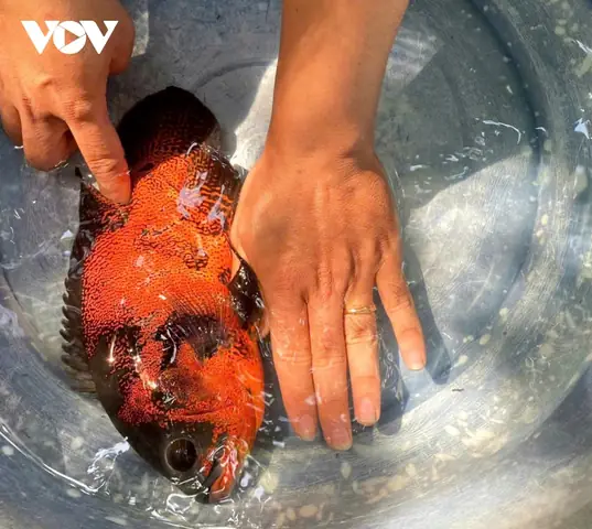Nuôi Cá Tai Tượng Da Beo: Kinh Nghiệm Từ A-z Cho Người Mới Bắt Đầu