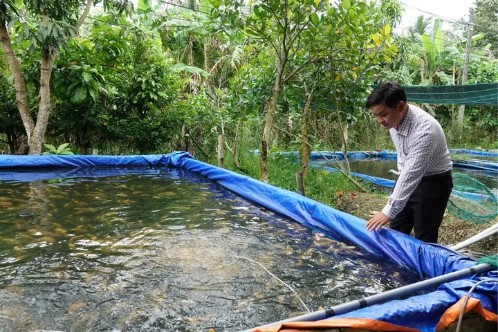 Hướng Dẫn Chi Tiết Nuôi Cá Tai Tượng Trong Vèo: Lợi Nhuận Cao, Vốn Ít