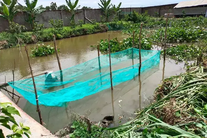 Hướng Dẫn Chi Tiết Nuôi Cá Tai Tượng Trong Vèo: Lợi Nhuận Cao, Vốn Ít