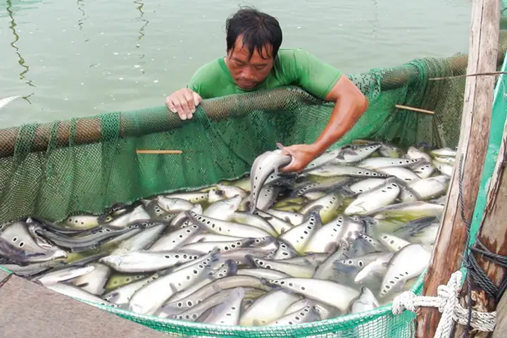 Hướng Dẫn Nuôi Cá Thát Lát Bằng Thức Ăn Công Nghiệp Hiệu Quả Cao