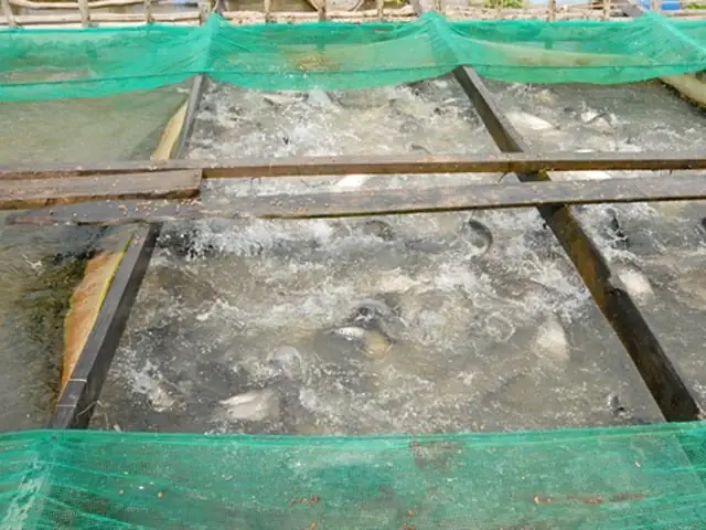 Hướng Dẫn Nuôi Cá Thát Lát Bằng Thức Ăn Công Nghiệp Hiệu Quả Cao