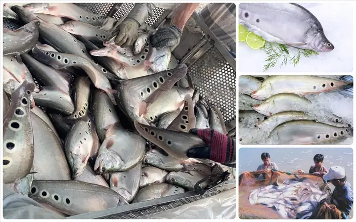 Kỹ Thuật Nuôi Cá Thát Lát Thương Phẩm Hiệu Quả Từ A-z