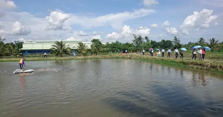 Nuôi Cá Tra Trong Bể Xi Măng: Kỹ Thuật, Lợi Ích Và Lưu Ý Quan Trọng