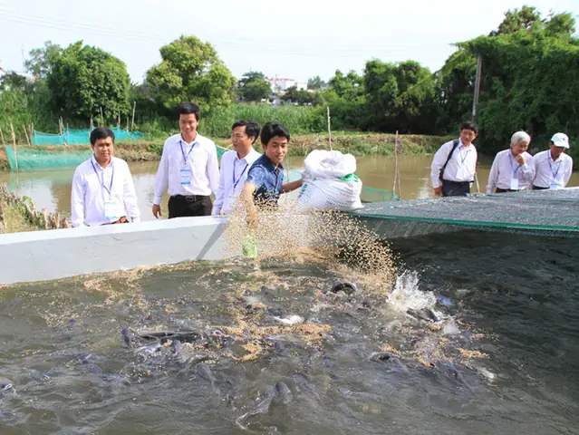 Nuôi Cá Tra Trong Bể Xi Măng: Kỹ Thuật, Lợi Ích Và Lưu Ý Quan Trọng