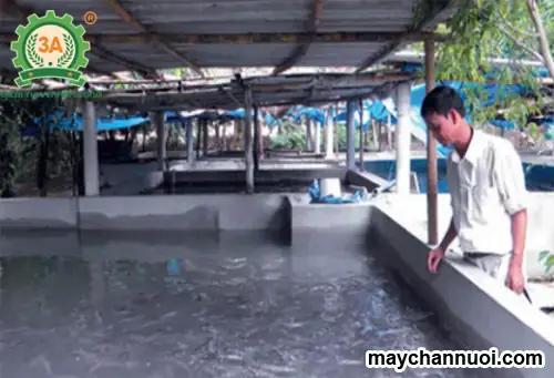 Hướng Dẫn Nuôi Cá Trắm Cỏ Trong Bể Xi Măng Hiệu Quả Từ A-z