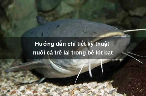 Hướng Dẫn Kỹ Thuật Nuôi Cá Trê Lai Hiệu Quả Từ A-z Cho Năng Suất Cao