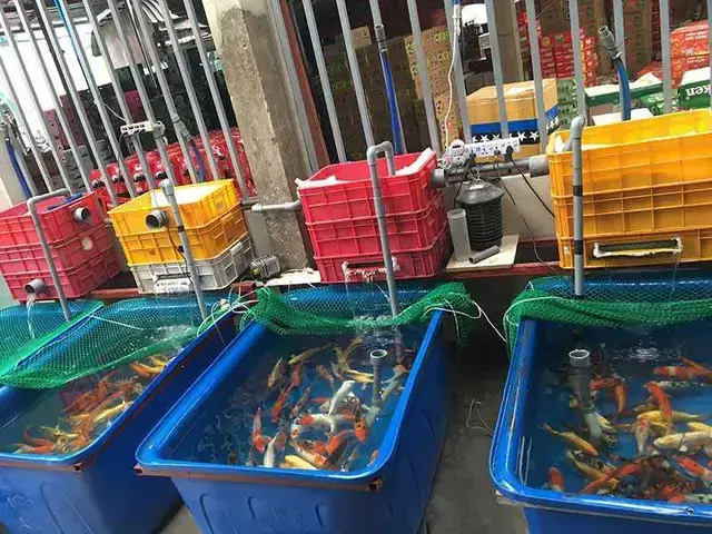 Hướng Dẫn Chi Tiết Nuôi Cá Trê Trong Chậu: Từ Kỹ Thuật Đến Chăm Sóc