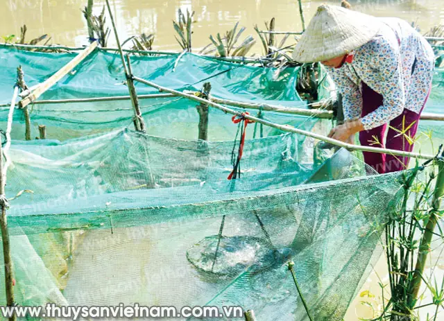 Hướng Dẫn Chi Tiết Kỹ Thuật Nuôi Cá Trê Trong Vèo Lưới Hiệu Quả