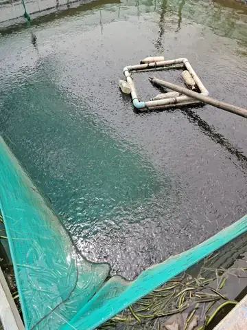 Hướng Dẫn Chi Tiết Kỹ Thuật Nuôi Cá Trê Trong Vèo Lưới Hiệu Quả