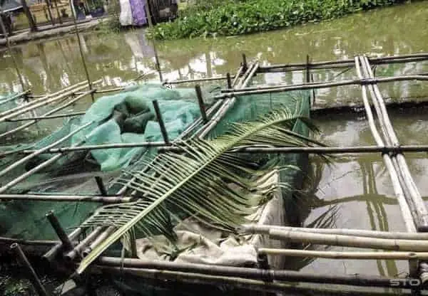 Hướng Dẫn Chi Tiết Kỹ Thuật Nuôi Cá Trê Trong Vèo Lưới Hiệu Quả