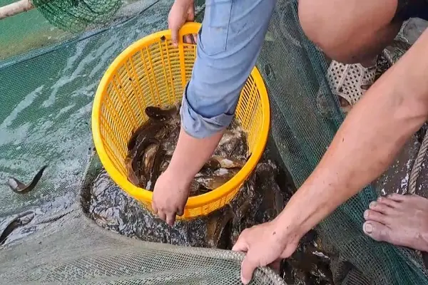 Hướng Dẫn Chi Tiết Kỹ Thuật Nuôi Cá Trê Trong Vèo Lưới Hiệu Quả