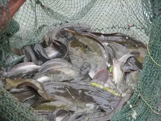Nuôi Cá Trê Vàng Lai: Kỹ Thuật, Lợi Ích Và Kinh Nghiệm Thành Công Nuôi Cá Trê Vàng Lai: Kỹ Thuật, Lợi Ích Và Kinh Nghiệm Thành Công