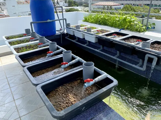 Nuôi Cá Trên Sân Thượng: Hướng Dẫn Chi Tiết & Mô Hình Aquaponics Hiệu Quả