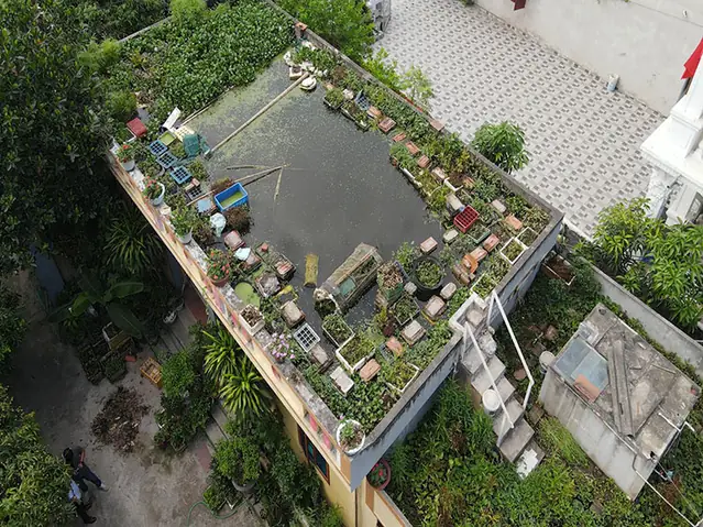Nuôi Cá Trên Sân Thượng: Hướng Dẫn Chi Tiết & Mô Hình Aquaponics Hiệu Quả