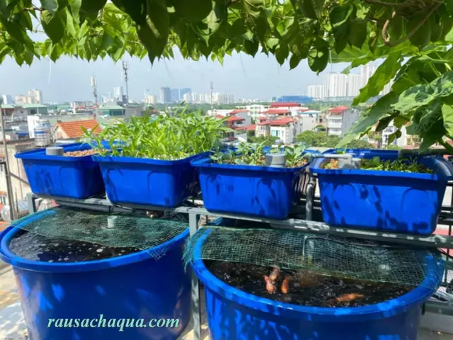 Nuôi Cá Trên Sân Thượng: Hướng Dẫn Chi Tiết Từ A-z Cho Người Mới Bắt Đầu Nuôi Cá Trên Sân Thượng: Hướng Dẫn Chi Tiết Từ A-z Cho Người Mới Bắt Đầu