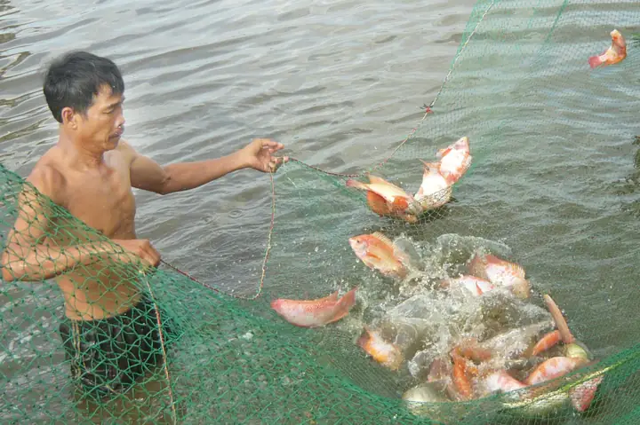 Kỹ Thuật Nuôi Cá Ao: Hướng Dẫn Toàn Diện Từ Cải Tạo Đến Năng Suất Cao