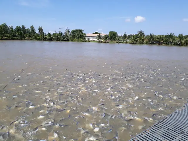 Kỹ Thuật Nuôi Cá Ao: Hướng Dẫn Toàn Diện Từ Cải Tạo Đến Năng Suất Cao