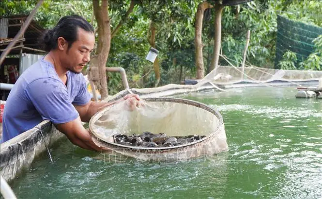Hướng Dẫn Chi Tiết Cách Nuôi Cá Trong Bể Lót Bạt Hiệu Quả Cao