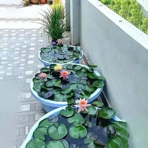Hướng Dẫn Chi Tiết Nuôi Cá Trong Chậu Sen: Chọn Cá, Chăm Sóc Và Bí Quyết Kết Hợp Thành Công Hướng Dẫn Chi Tiết Nuôi Cá Trong Chậu Sen: Chọn Cá, Chăm Sóc Và Bí Quyết Kết Hợp Thành Công