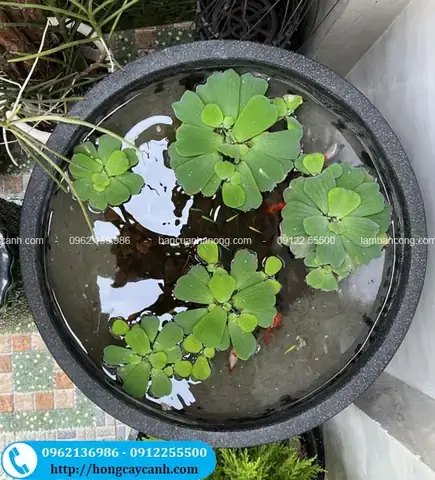 Hướng Dẫn Chi Tiết Nuôi Cá Trong Chậu Sen: Chọn Cá, Chăm Sóc Và Bí Quyết Kết Hợp Thành Công Hướng Dẫn Chi Tiết Nuôi Cá Trong Chậu Sen: Chọn Cá, Chăm Sóc Và Bí Quyết Kết Hợp Thành Công