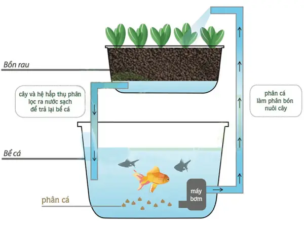 Mô Hình Aquaponics: Hướng Dẫn Nuôi Cá Kết Hợp Trồng Rau Hiệu Quả