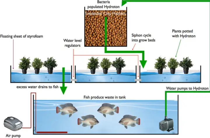Mô Hình Aquaponics: Hướng Dẫn Nuôi Cá Kết Hợp Trồng Rau Hiệu Quả