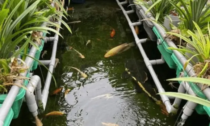 Mô Hình Aquaponics: Hướng Dẫn Nuôi Cá Kết Hợp Trồng Rau Hiệu Quả