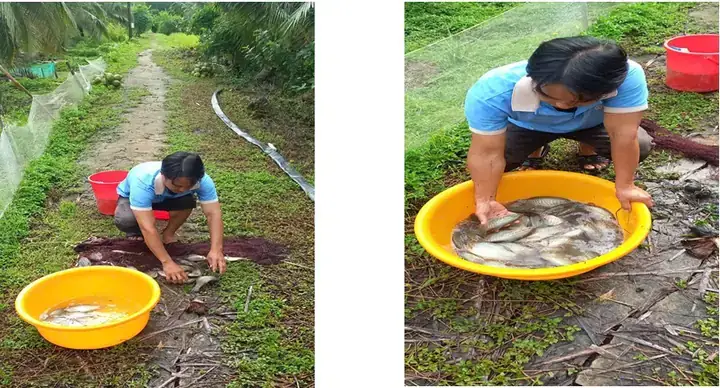 Hướng Dẫn Nuôi Cá Trong Mương Vườn: Tận Dụng Không Gian Tăng Thu Nhập Hiệu Quả