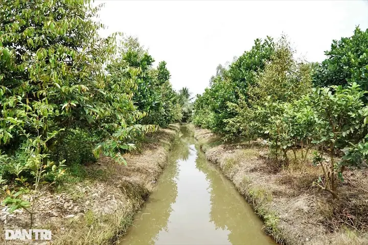 Hướng Dẫn Nuôi Cá Trong Mương Vườn: Tận Dụng Không Gian Tăng Thu Nhập Hiệu Quả