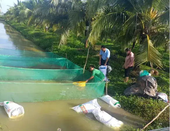 Hướng Dẫn Nuôi Cá Trong Mương Vườn: Tận Dụng Không Gian Tăng Thu Nhập Hiệu Quả