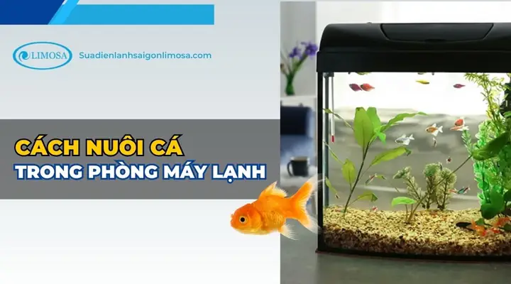 Nuôi Cá Trong Phòng Máy Lạnh: Có Nên Không & Những Lưu Ý Quan Trọng