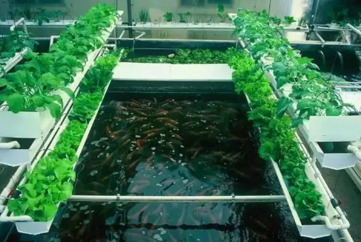 Aquaponics: Hướng Dẫn Nuôi Cá Kết Hợp Trồng Rau Sạch Tại Nhà