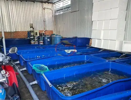 Nuôi Cá Trong Thùng Nhựa: Hướng Dẫn Chi Tiết Từ A-z Cho Người Mới Bắt Đầu Nuôi Cá Trong Thùng Nhựa: Hướng Dẫn Chi Tiết Từ A-z Cho Người Mới Bắt Đầu