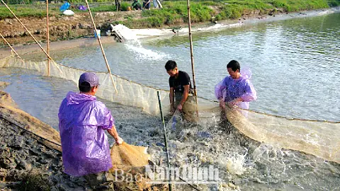 Nuôi Cá Truyền Thống: Kỹ Thuật, Hiệu Quả Và Xu Hướng Phát Triển