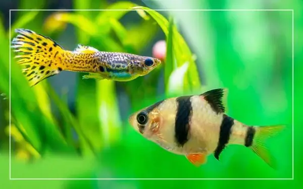 Hướng Dẫn Chi Tiết Cách Nuôi Cá Tứ Vânh Khỏe Mạnh Và Lên Màu Đẹp Hướng Dẫn Chi Tiết Cách Nuôi Cá Tứ Vânh Khỏe Mạnh Và Lên Màu Đẹp