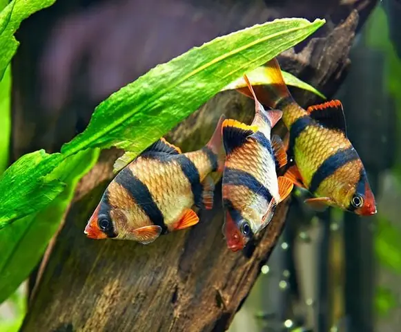 Hướng Dẫn Chi Tiết Cách Nuôi Cá Tứ Vânh Khỏe Mạnh Và Lên Màu Đẹp Hướng Dẫn Chi Tiết Cách Nuôi Cá Tứ Vânh Khỏe Mạnh Và Lên Màu Đẹp