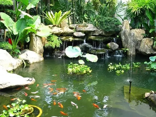 Nuôi Cá Vàng Ngoài Trời: Kinh Nghiệm, Lưu Ý Và Cách Chăm Sóc Chi Tiết