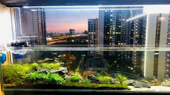 Nuôi Cá Vàng Phong Thủy: Hướng Dẫn Chi Tiết Đón Tài Lộc & Vận May Nuôi Cá Vàng Phong Thủy: Hướng Dẫn Chi Tiết Đón Tài Lộc & Vận May