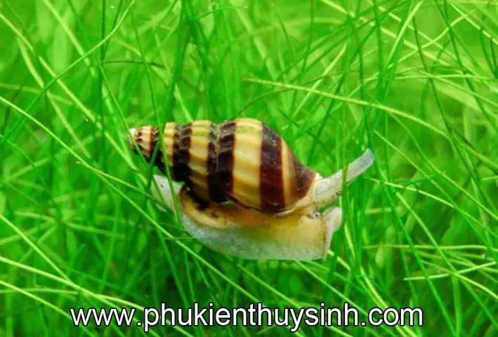 Nuôi Ốc Trong Hồ Cá: Lợi Ích, Cách Chọn Và Lưu Ý Quan Trọng Cho Người Mới Bắt Đầu Nuôi Ốc Trong Hồ Cá: Lợi Ích, Cách Chọn Và Lưu Ý Quan Trọng Cho Người Mới Bắt Đầu