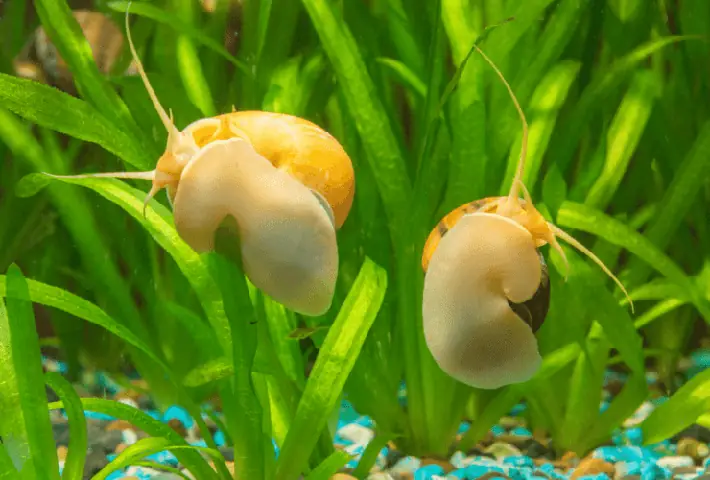 Nuôi Ốc Trong Hồ Cá: Lợi Ích, Cách Chọn Và Lưu Ý Quan Trọng Cho Người Mới Bắt Đầu Nuôi Ốc Trong Hồ Cá: Lợi Ích, Cách Chọn Và Lưu Ý Quan Trọng Cho Người Mới Bắt Đầu