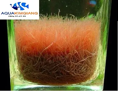 Hướng Dẫn Nuôi Trùn Chỉ Trong Hồ Cá Sinh Sản Nhanh, Không Cần Oxy Hướng Dẫn Nuôi Trùn Chỉ Trong Hồ Cá Sinh Sản Nhanh, Không Cần Oxy