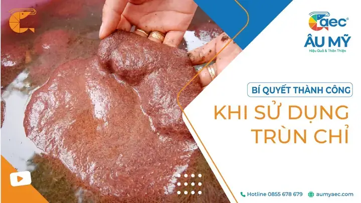Hướng Dẫn Nuôi Trùn Huyết Làm Thức Ăn Cho Cá Tại Nhà Dễ Dàng