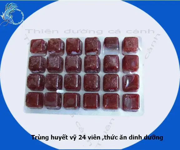 Hướng Dẫn Nuôi Trùn Huyết Làm Thức Ăn Cho Cá Tại Nhà Dễ Dàng
