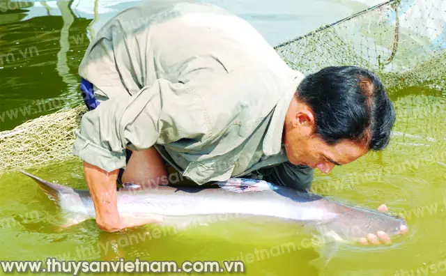 Hướng Dẫn Nuôi Vỗ Cá Bố Mẹ Thành Thục & Hiệu Quả