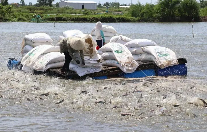Hướng Dẫn Nuôi Vỗ Cá Bố Mẹ Thành Thục & Hiệu Quả