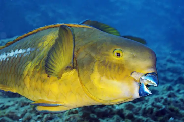 Cá Vẹt (parrotfish) Là Cá Gì? Vai Trò Và Lý Do Nên Hạn Chế Tiêu Thụ