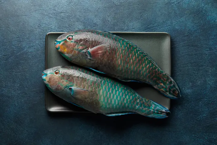 Cá Vẹt (parrotfish) Là Cá Gì? Vai Trò Và Lý Do Nên Hạn Chế Tiêu Thụ