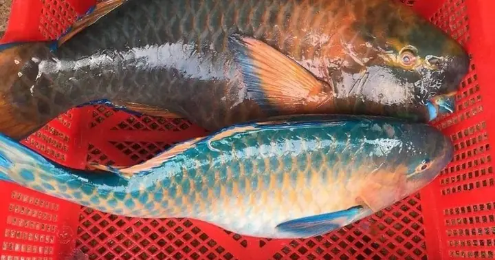 Cá Vẹt (parrotfish) Là Cá Gì? Vai Trò Và Lý Do Nên Hạn Chế Tiêu Thụ